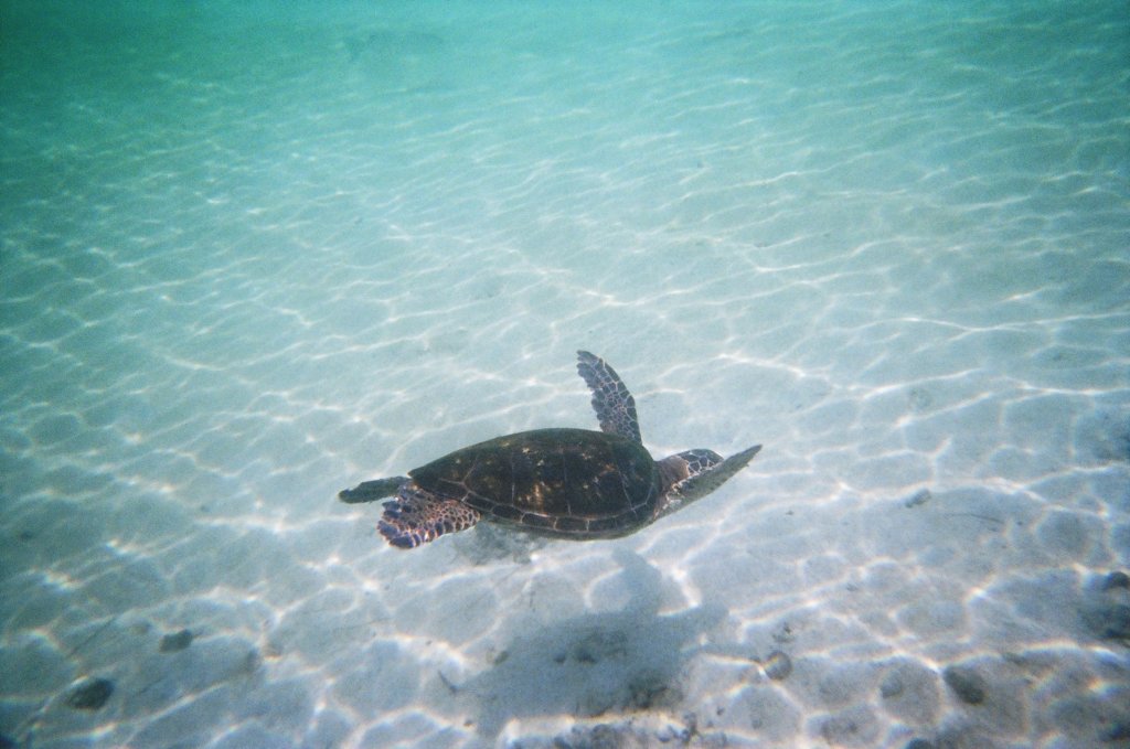 snorkelingwithhonu2.jpg