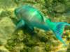 anotherrainbowfish_small.jpg