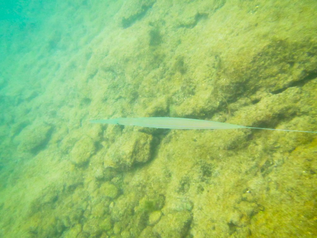 needlefish.jpg