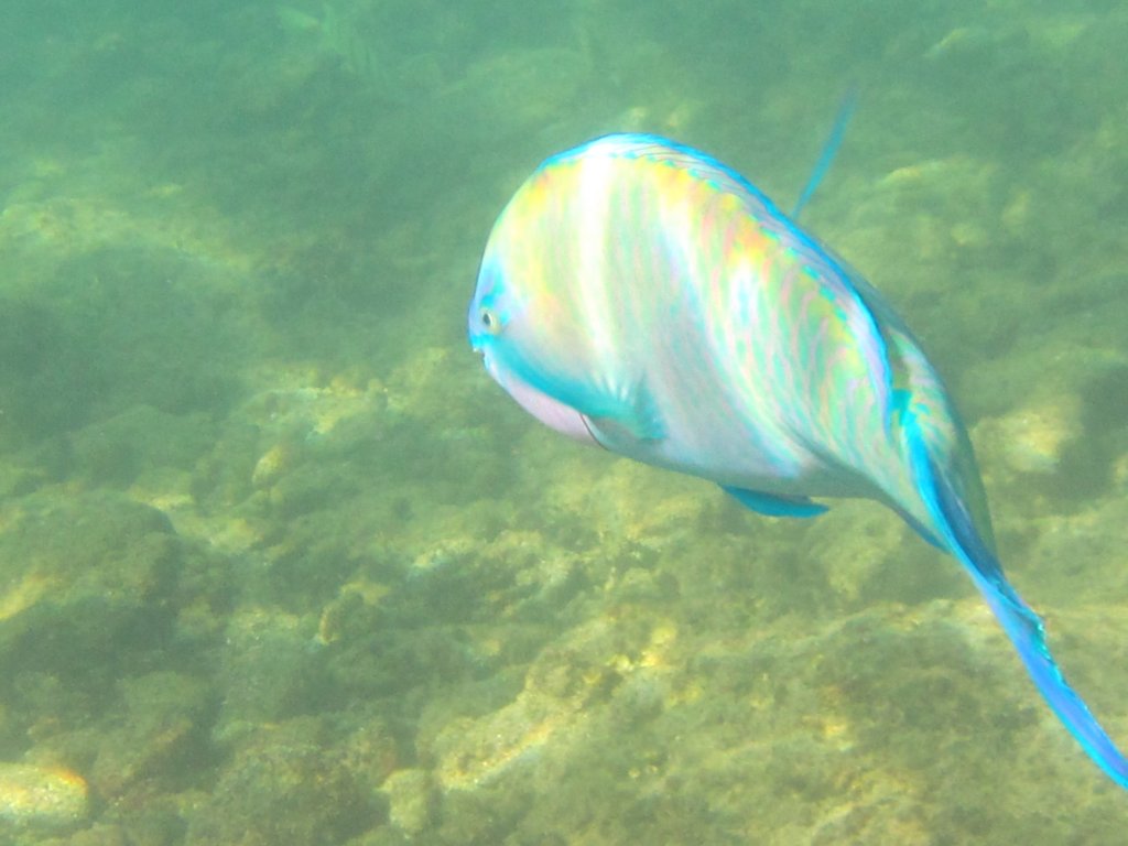 fluorescentbluefish.jpg