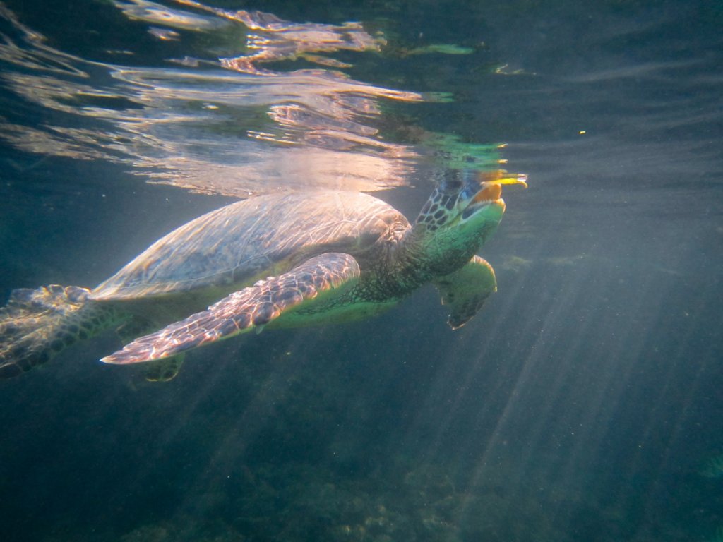 seaturtleeatingleaves.jpg