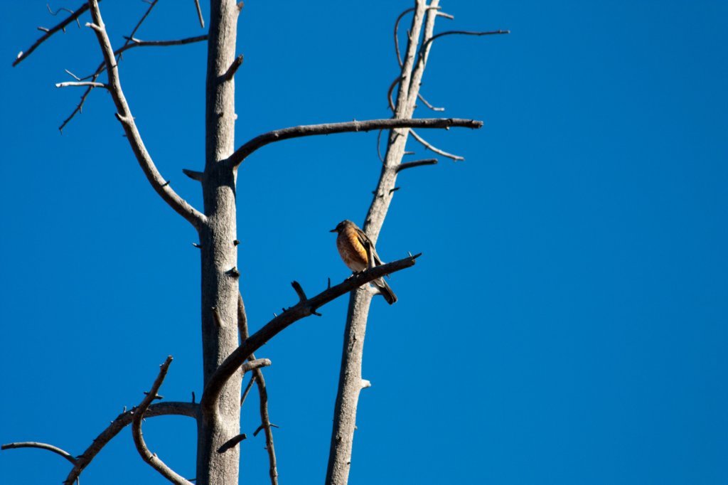 americanrobin.jpg