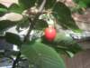 ourcherrytreeproducedonecherry_small.jpg