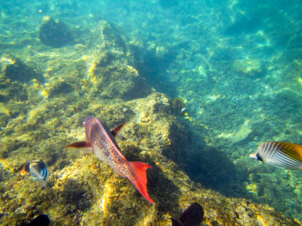 redlipparrotfish.jpg