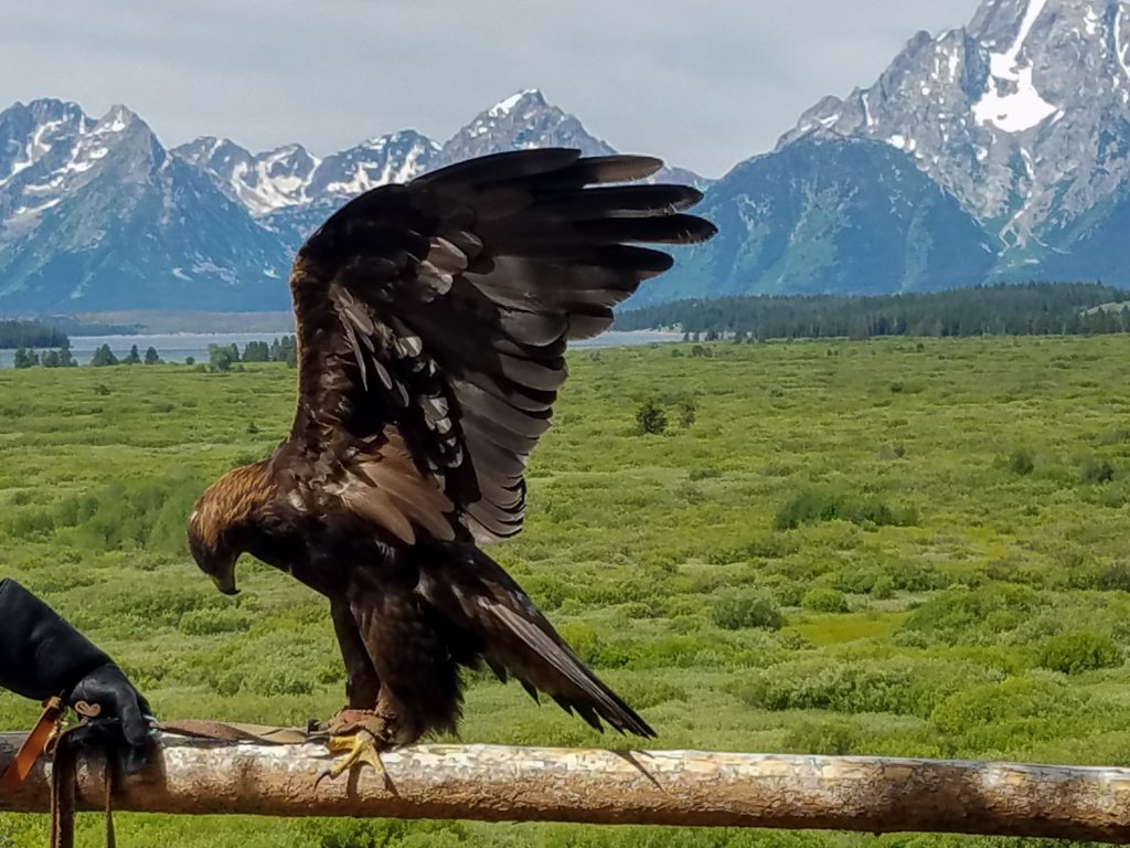 goldeneaglestretching.jpg