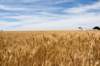 wheatfieldsintheeasternwashington_small.jpg