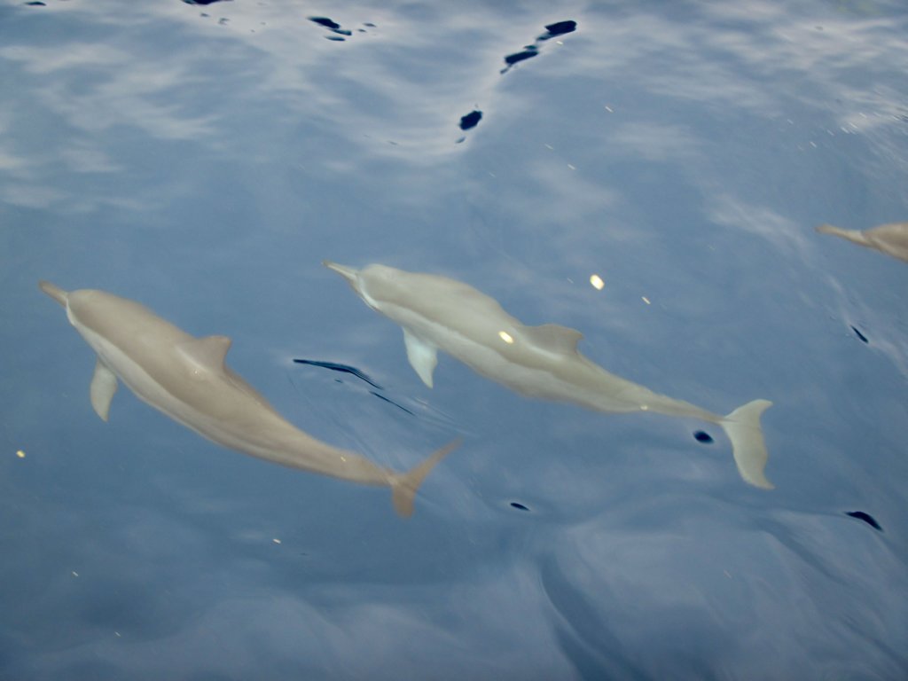 dolphinsatkealakekuabay.jpg