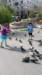 feedingthepigeonsatthecitycenter_small.jpg